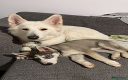 Siberian Husky dogs for sale: 9 month Husky Male - Image 5