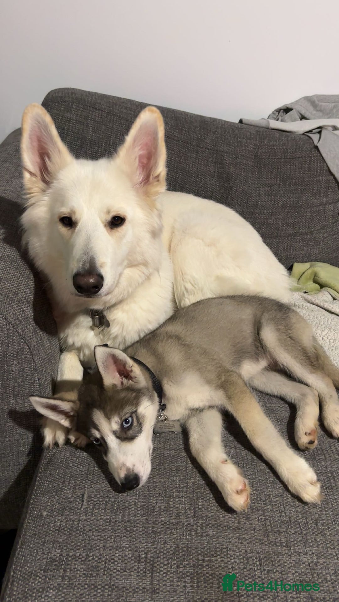 Siberian Husky dogs for sale: 9 month Husky Male - Image 5