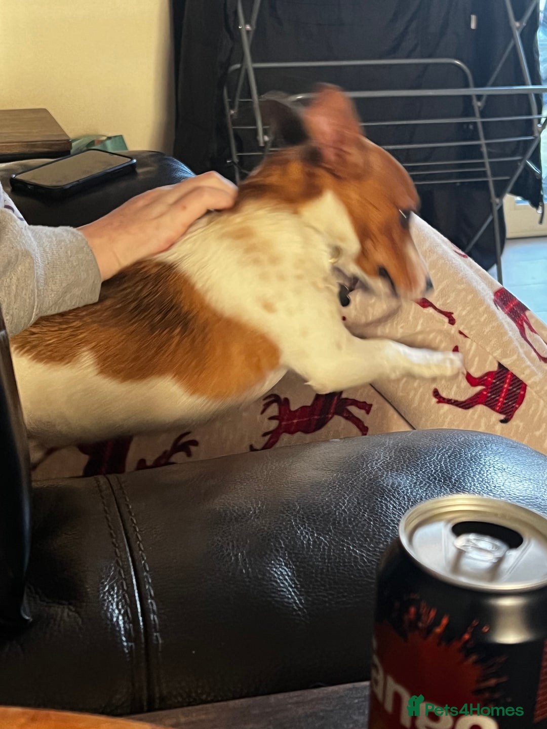 Mixed Breed dogs for sale: For sale 6 Months old Jack Russell  - Advert 5