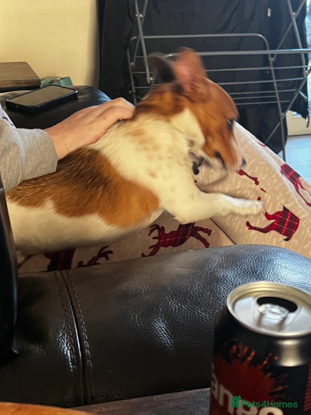 Mixed Breed dogs for sale: For sale 6 Months old Jack Russell  - Advert 5