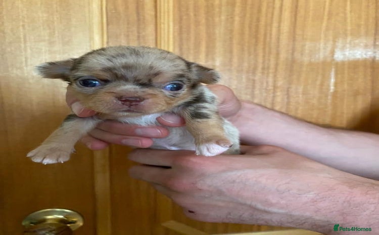 Chihuahua dogs - Advert 1