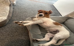 Jack Russell dogs for sale: Jack Russell  - Image 6
