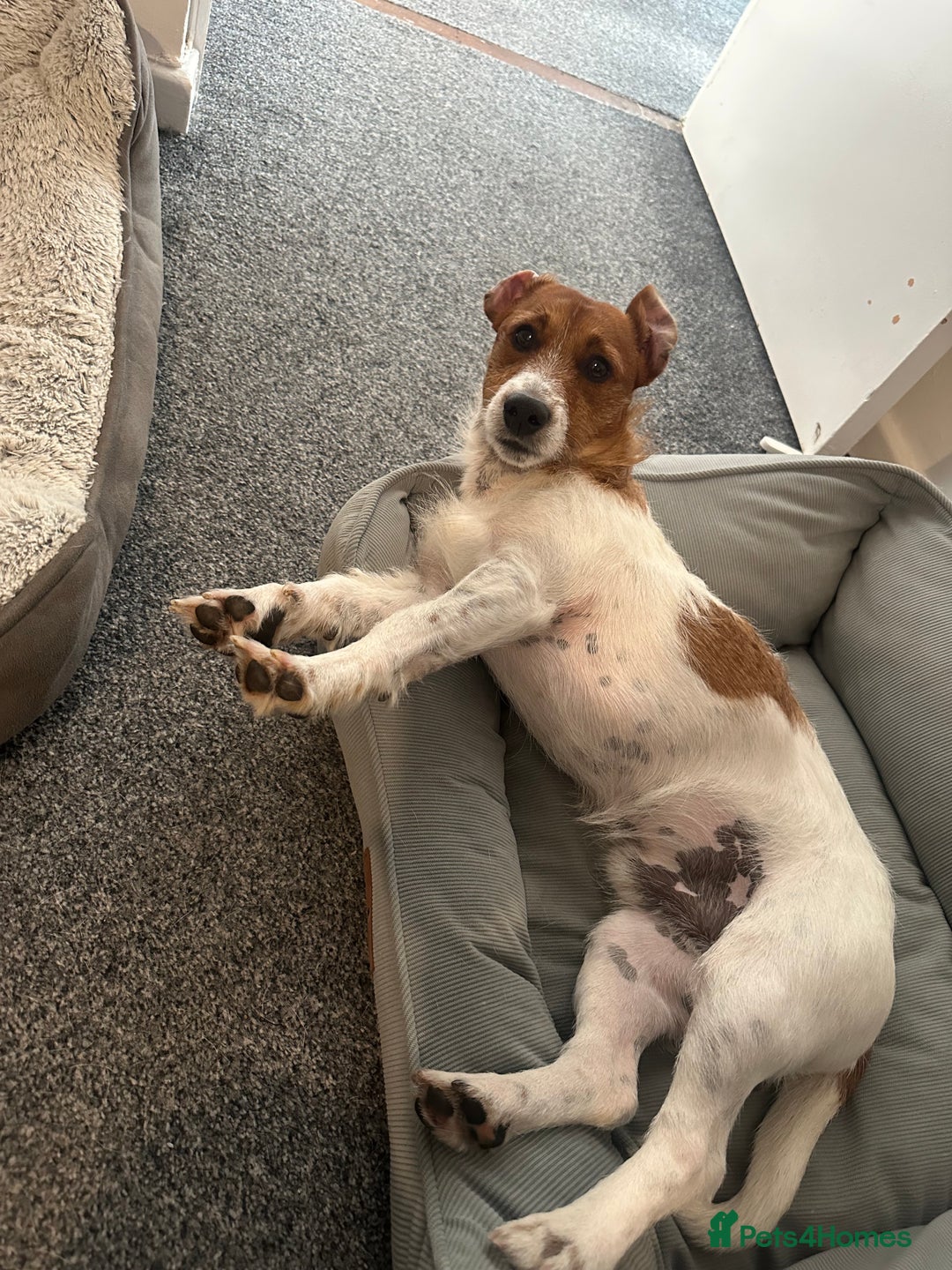 Jack Russell dogs for sale: Jack Russell  - Image 6