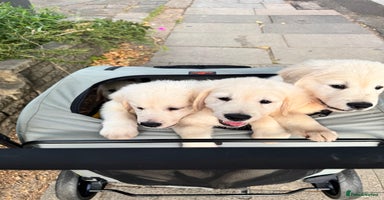 Golden Retriever dogs - Advert 14