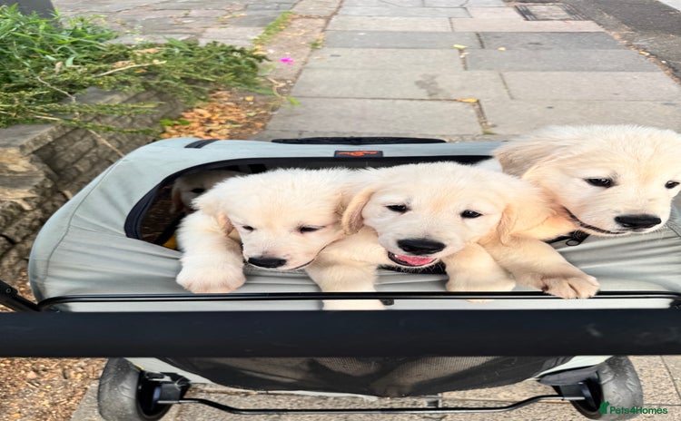 Golden Retriever dogs - Advert 16