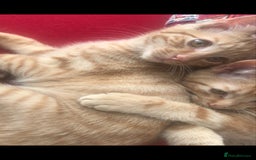 British Shorthair cats for sale: 1 ginger british short haired kitten(boy) - Image 13