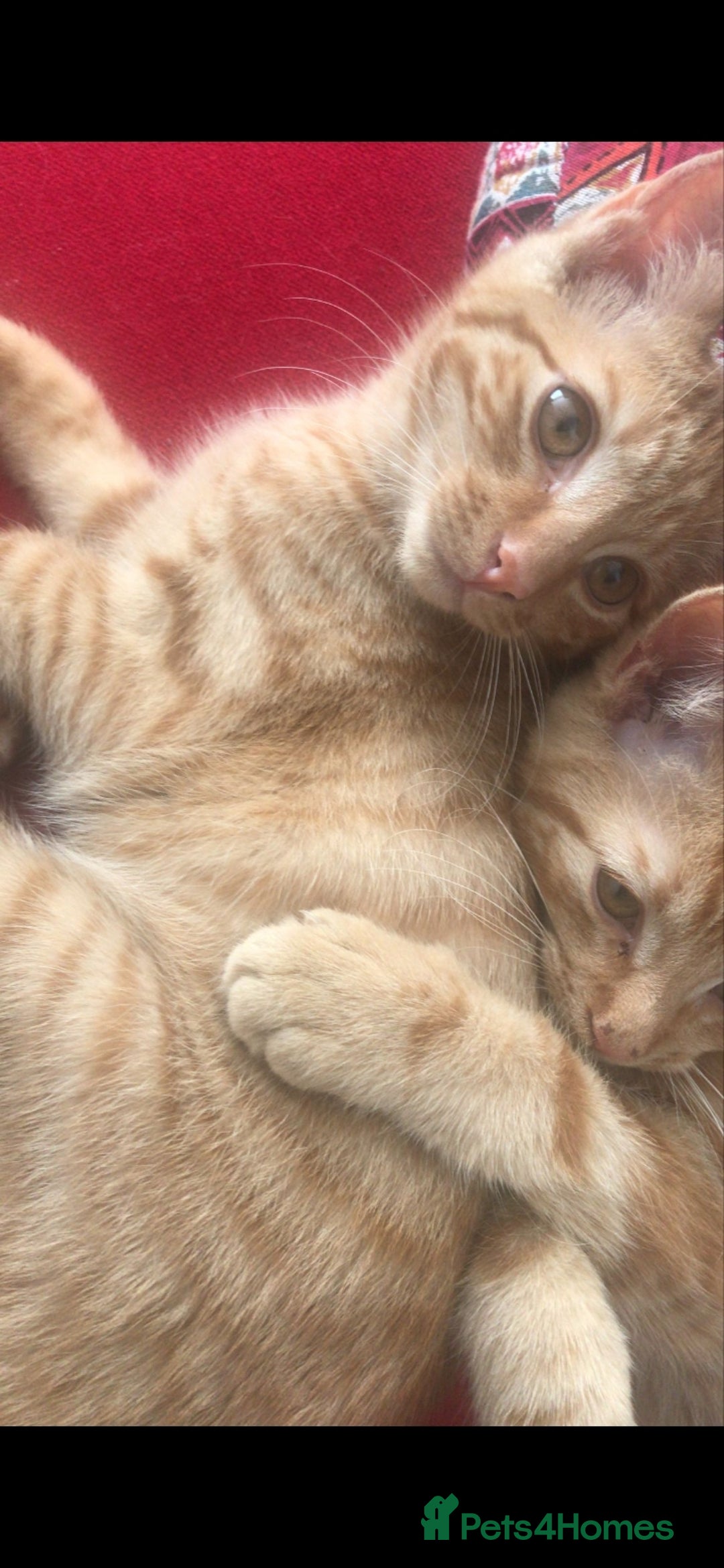 British Shorthair cats for sale: 1 ginger british short haired kitten(boy) - Image 13