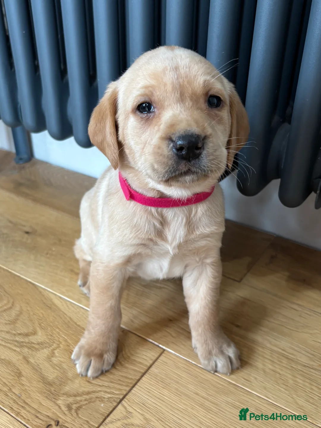 Labrador Retriever dogs for sale: Stunning Labradors KC registered DNA Tested Hip Sc - Advert 4