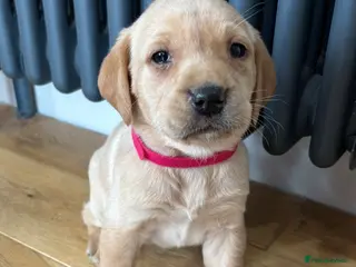 Labrador Retriever dogs KC Registered Labradors DNA Tested Hip Scored - Advert 10