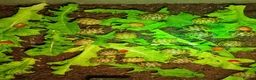 Hermann Tortoise reptiles for sale: Baby Hermann & Spur-thigh Tortoises for sale - Advert 12