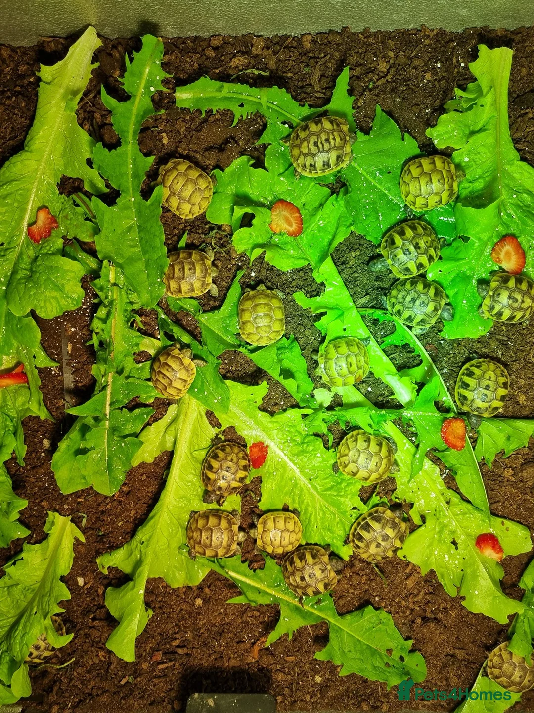 Hermann Tortoise reptiles for sale: Baby Hermann & Spur-thigh Tortoises for sale - Advert 12