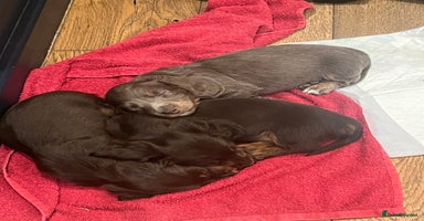 Miniature Dachshund dogs - Advert 2