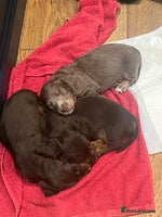 Miniature Dachshund dogs - Advert 2