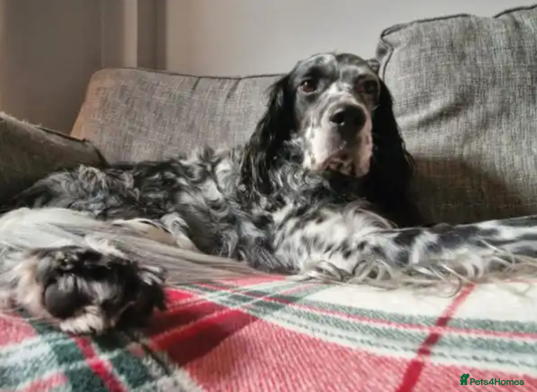 English Setter dogs for adoption: Evo   - Advert 2