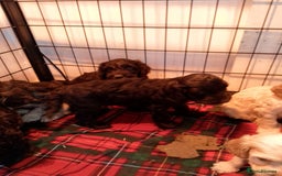 Cockapoo dogs for sale: F1 Chocolate Choc/Tan and Gold Cockapoo Puppies - Image 11