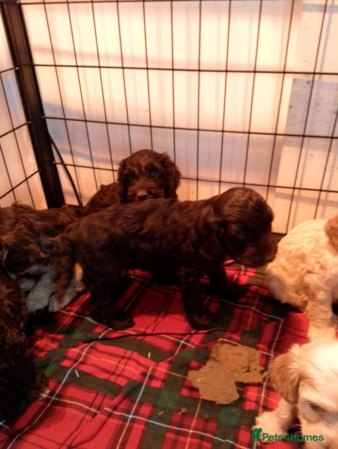 Cockapoo dogs for sale: F1 Chocolate Choc/Tan and Gold Cockapoo Puppies - Image 11