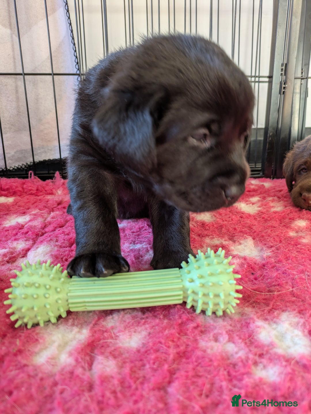 Labrador Retriever dogs for sale: Stunning chunky kc reg pups, parents health tested - Advert 11