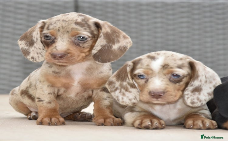 Dachshund dogs - Advert 1