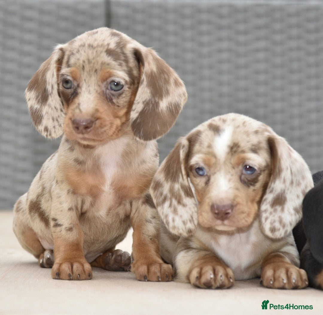 Dachshund dogs for sale: Stunning dachshund puppies  - Image 1