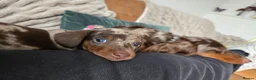 Miniature Dachshund dogs for sale: Stunning short-hair dapple male  - Advert 5