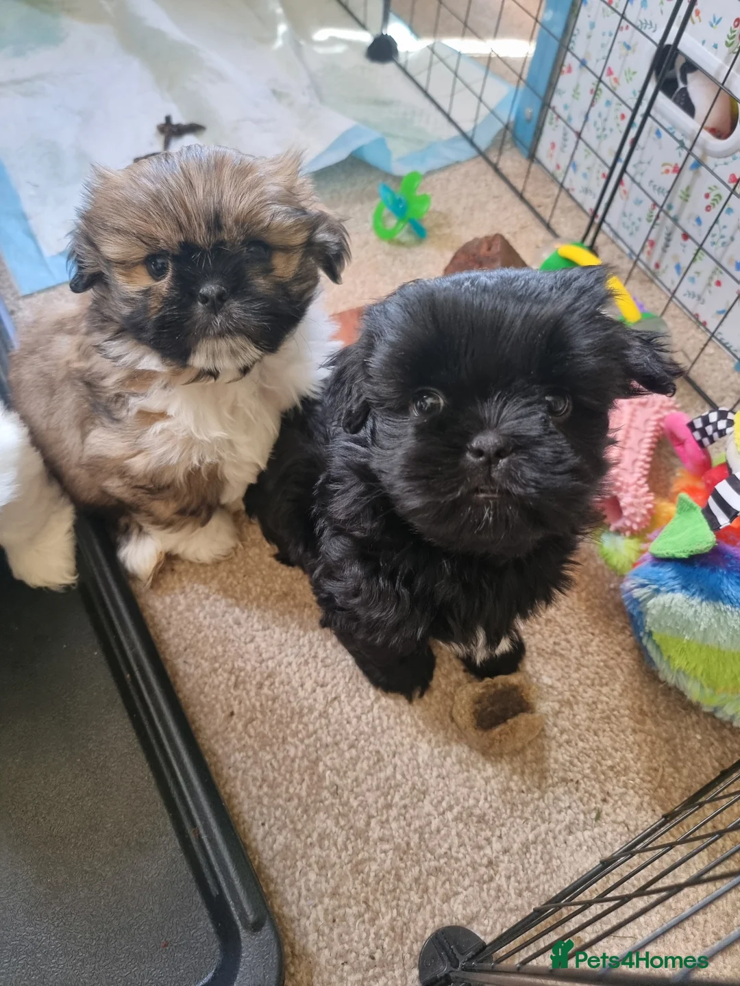 Shih Tzu dogs for sale: Shih tzu - Advert 4
