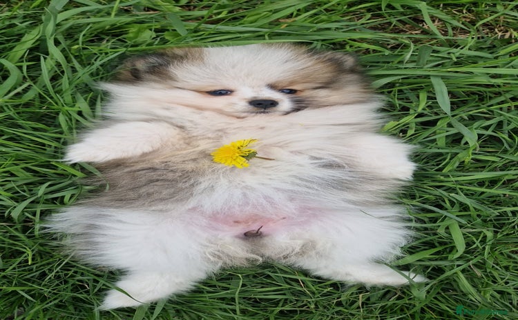 Pomeranian dogs - Advert 1