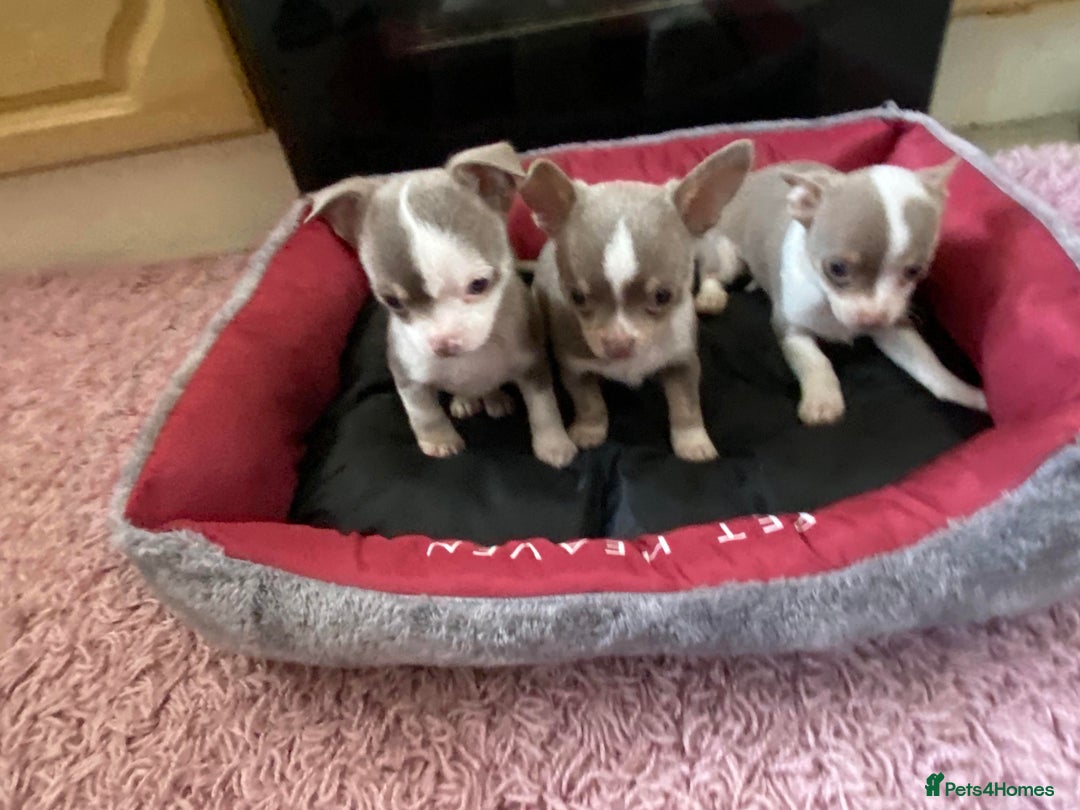 Chihuahua dogs for sale: Chihuahua Puppies For Sale - Advert 4