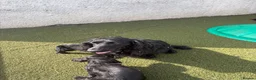 Cocker Spaniel dogs for sale: Beautiful black working cockers - Advert 5