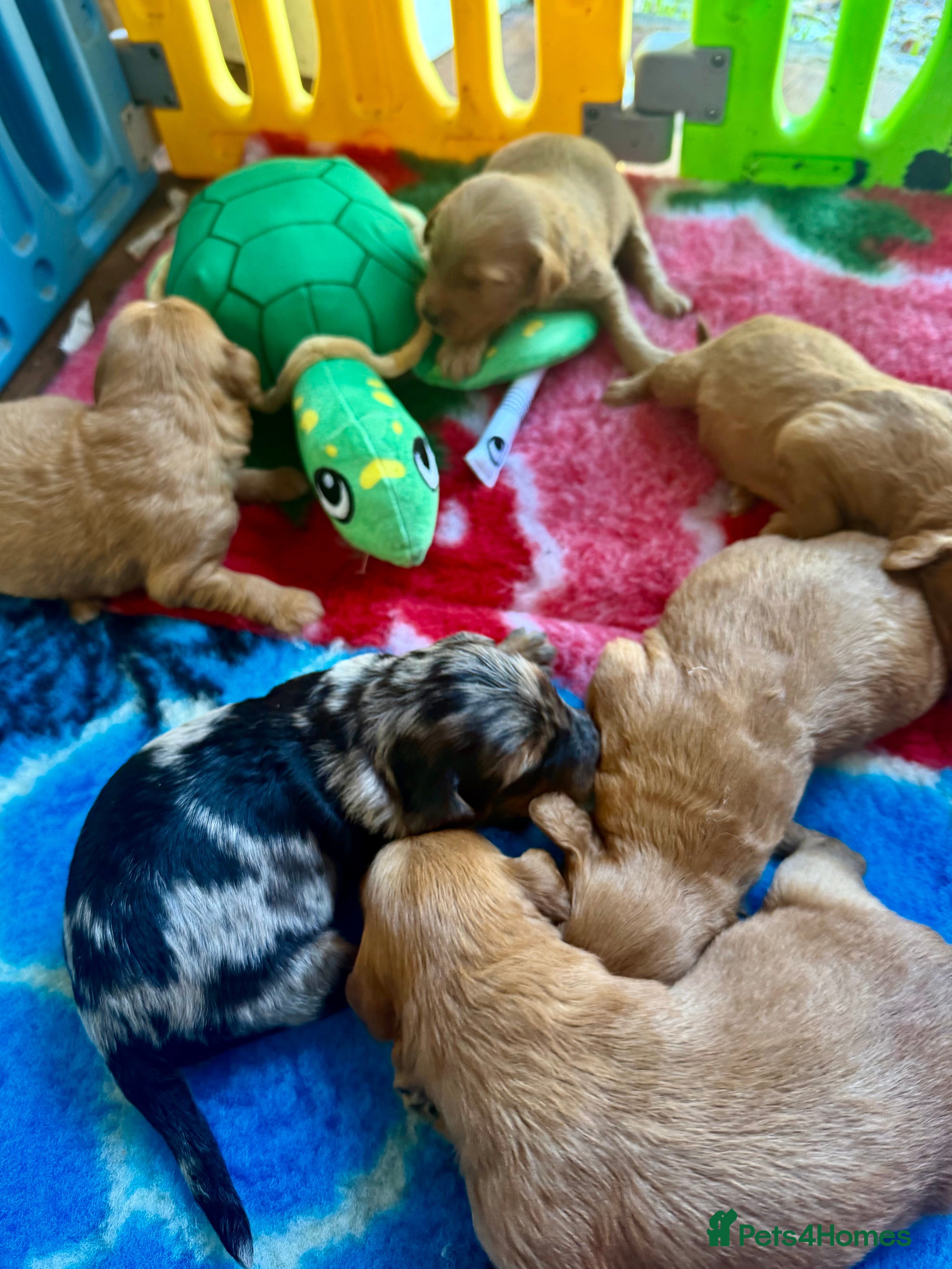 Mini Goldendoodle dogs Extensively health tested F1 goldendoodle puppies  - Advert 8