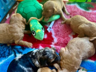 Mini Goldendoodle dogs Extensively health tested F1 goldendoodle puppies - Advert 8