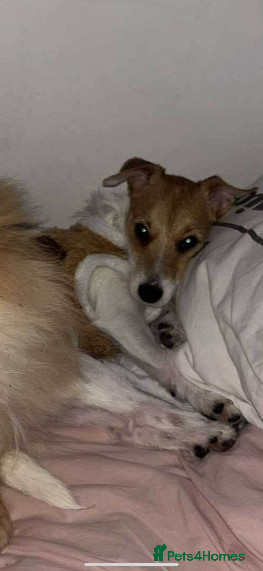 Parson Russell dogs for sale: Lily jack Russell  - Advert 3