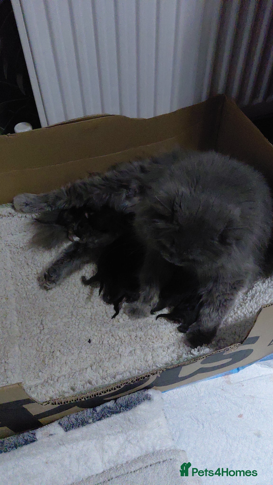 British Shorthair cats Chocolate boys short and longhair - Advert 16