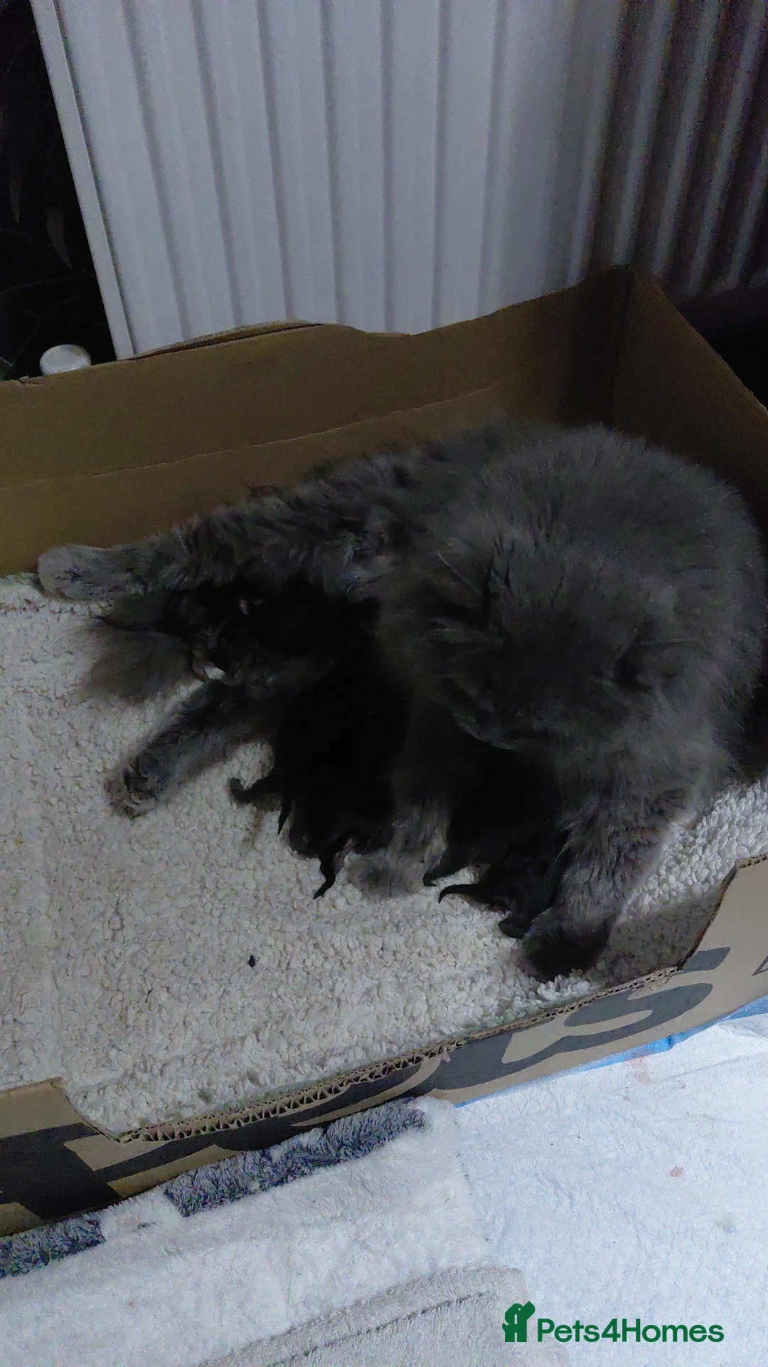 British Shorthair cats for sale: Chocolate boys short and longhair - Advert 1