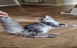 Maine Coon cats for sale: Pure maine coon kittens - Image 9