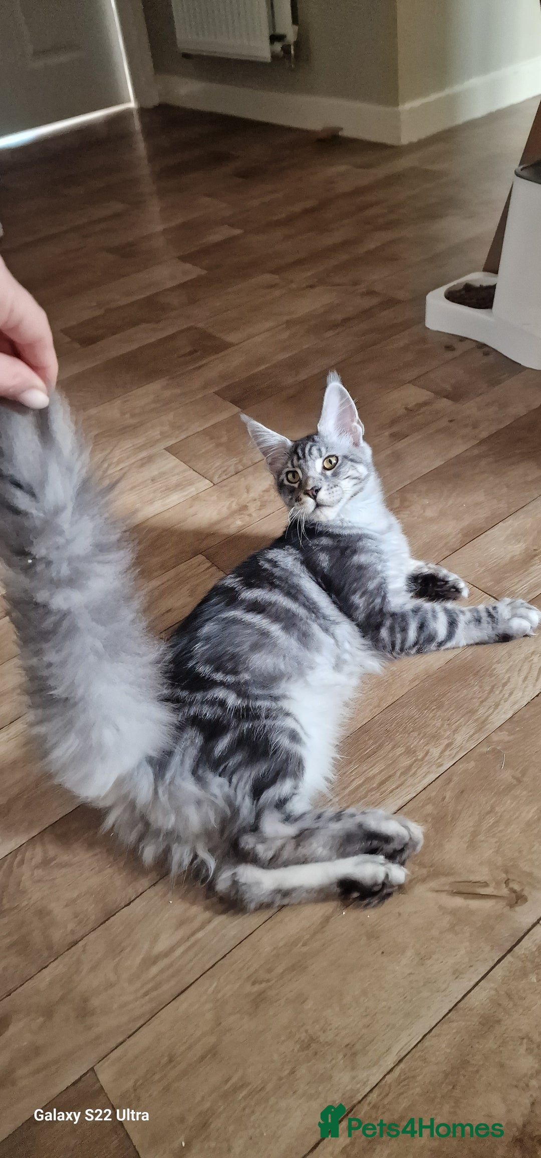 Maine Coon cats for sale: Pure maine coon kittens - Image 9