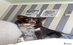 Border Collie dogs for sale: Border collie pups - Image 12