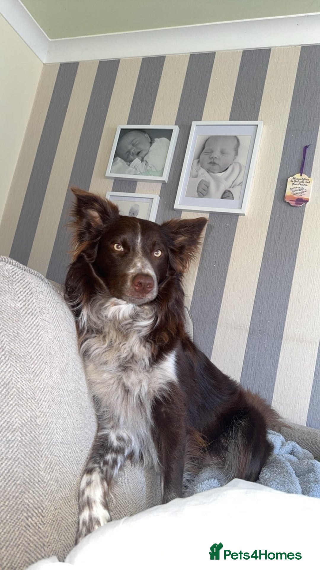 Border Collie dogs for sale: Border collie pups - Image 12