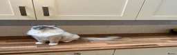 Ragdoll cats for sale: Handsome male Ragdoll for sale  - Advert 4