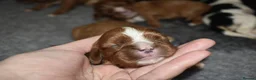 Cavalier King Charles Spaniel dogs for sale: Health Tested- Cavalier King Charles Spaniel - Advert 3