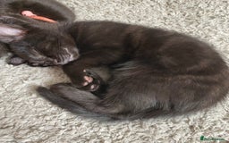Domestic Shorthair cats for sale: Male black kittens  in Worthing - Image 12