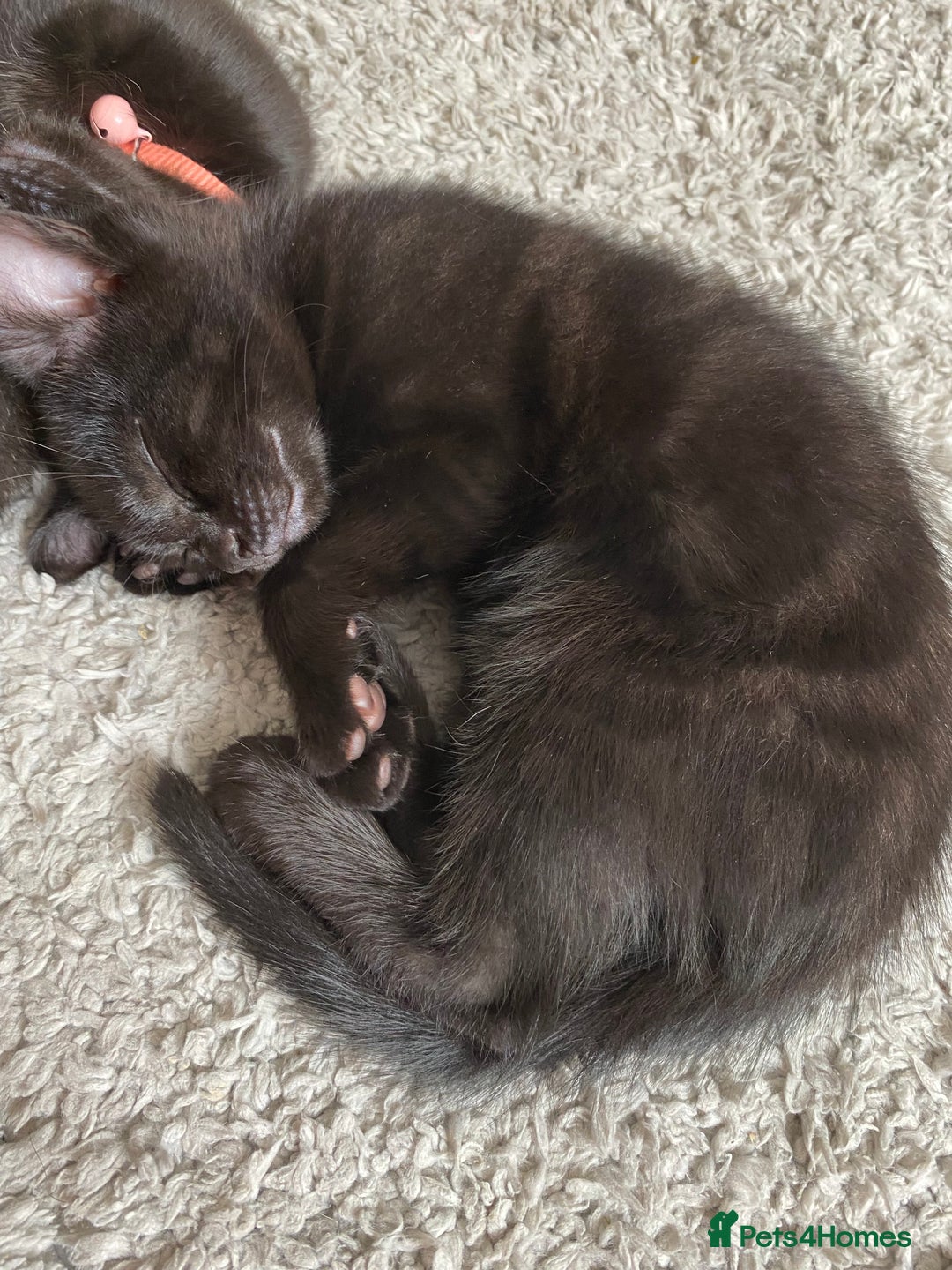 Domestic Shorthair cats for sale: Male black kittens  in Worthing - Image 12