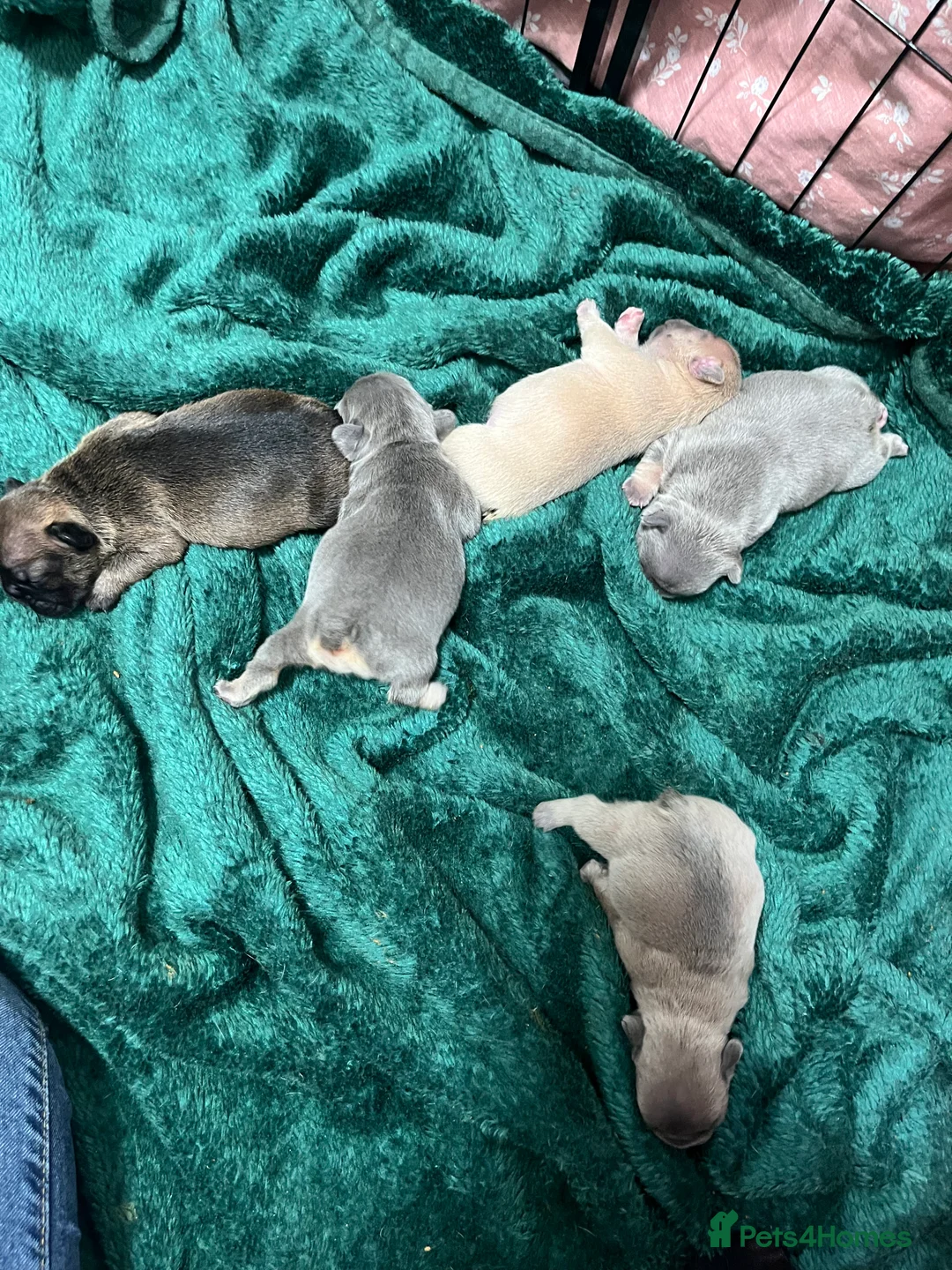 French Bulldog dogs for sale: Beautiful frenchie puppies - Advert 1