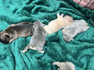 French Bulldog dogs Beautiful frenchie puppies - Advert 5