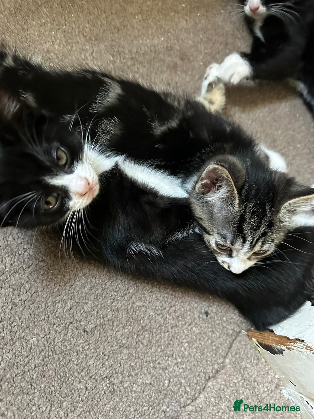 Mixed Breed cats 3 female kittens ready to go  - Advert 1
