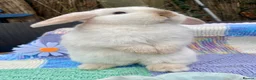 Mini Lop rabbits for sale: Pure bred mini lops - Advert 5