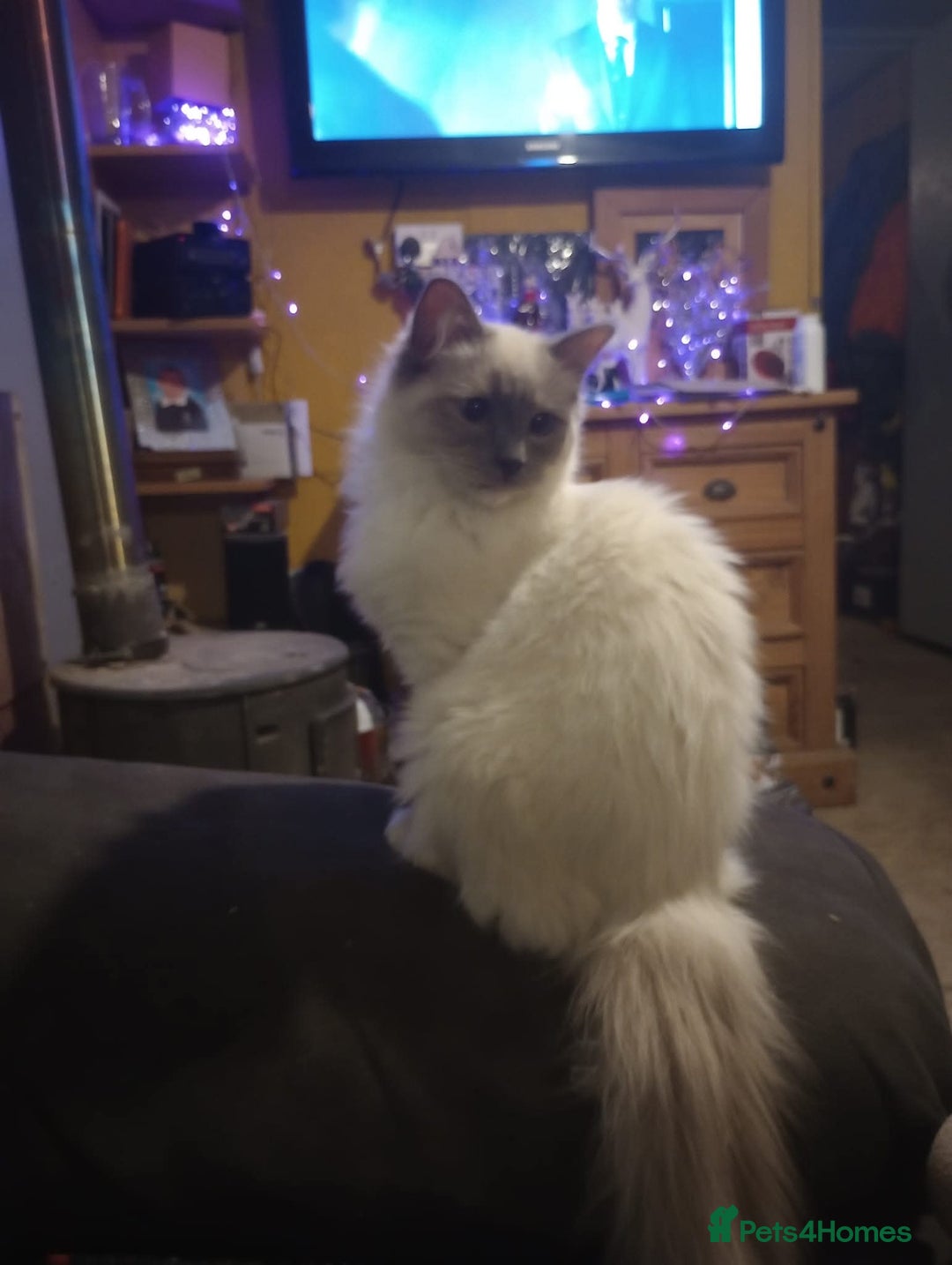 Ragdoll cats for sale: 3/4 ragdoll kittens - Image 7