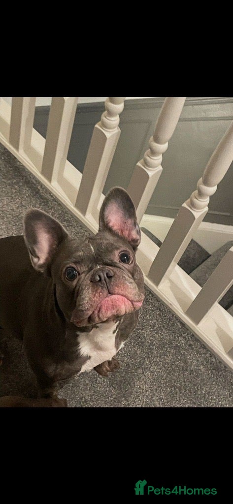 French Bulldog dogs for sale: Luna & Mike NEED a New Loving Home - Advert 1