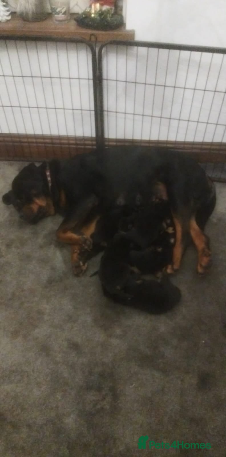 Rottweiler dogs KC Rottweiler pups (health tested parents) - Advert 1