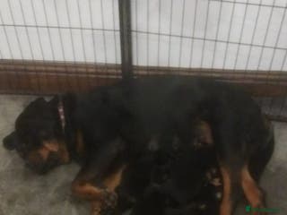 Rottweiler dogs KC Rottweiler pups (health tested parents) - Advert 1