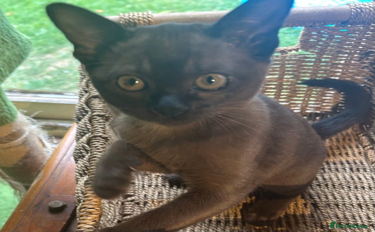 Burmese cats - Advert 3